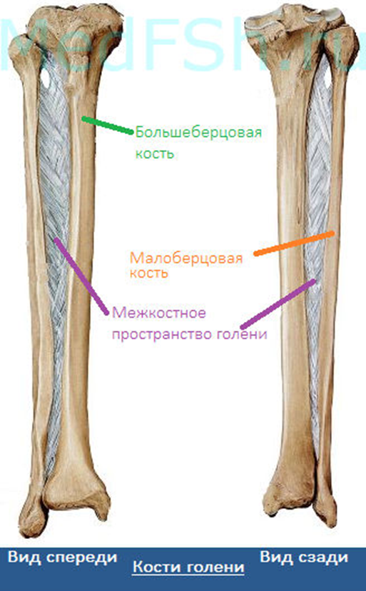 Картинка кость берцовая кость