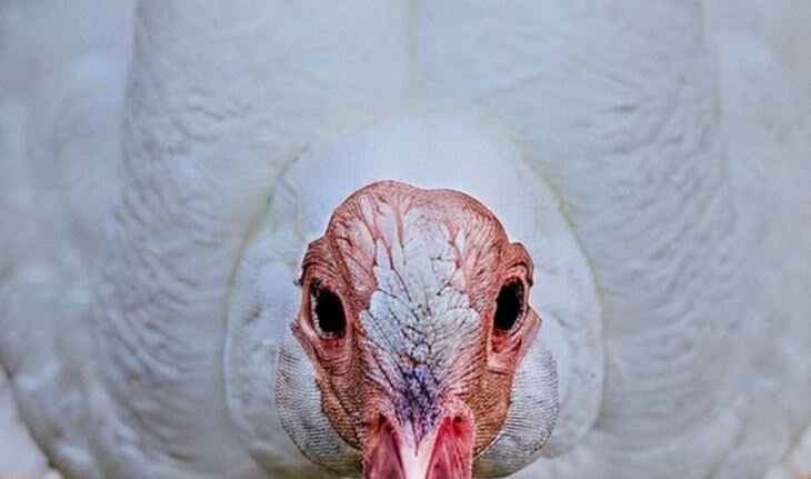    Оптимизация индюшиной фермы: вентиляция, питьевые бары и раскладные насесты