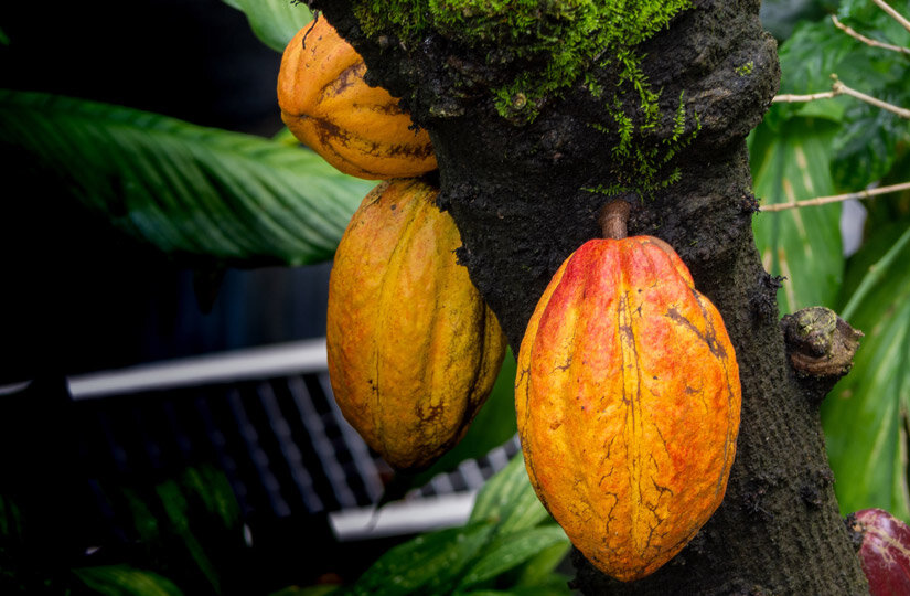 Фото: pexels.com 