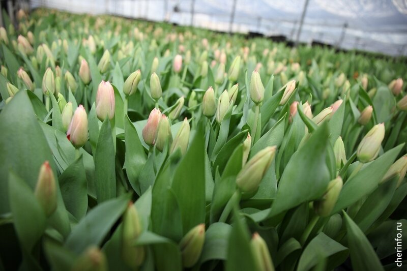    Эксперимент поставят в сквере водников напротив управления образования и около знака "Череповец" на перекрестке Ленина и Сталеваров