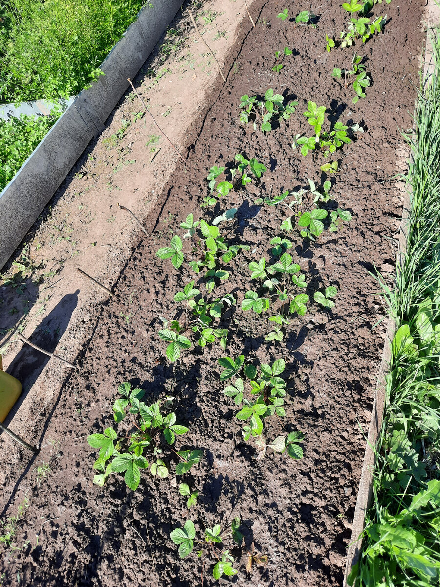 Вот так выглядела земляника в том году после посадки в грунт через месяц.