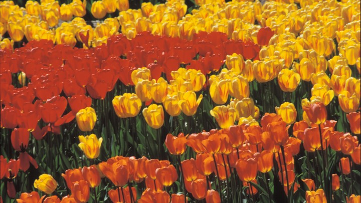 Serguei Fomine/Globallookpress