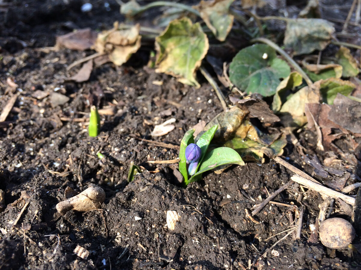 фото сделано 4 марта 2023 года. Пролески только появляются, их очень мало.