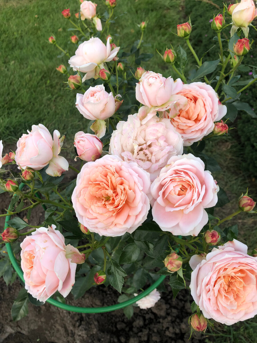 Роза из группы флорибуд-Кремоза.