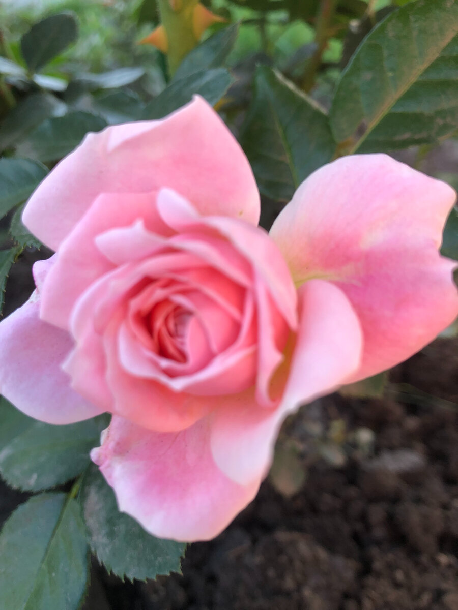 Роза из группы флорибуд-Кремоза.