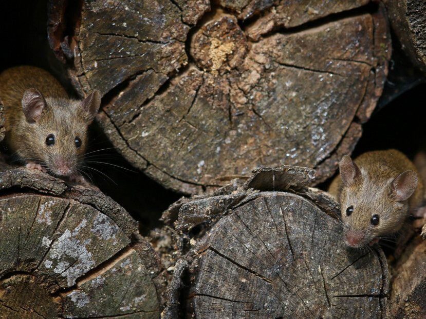 Фото: krasivosti.pro