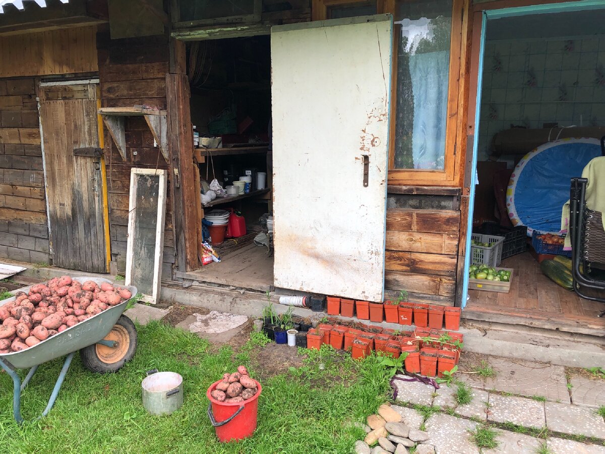 В стаканчиках стоят все наши черенки в этом сезоне. Фото автора