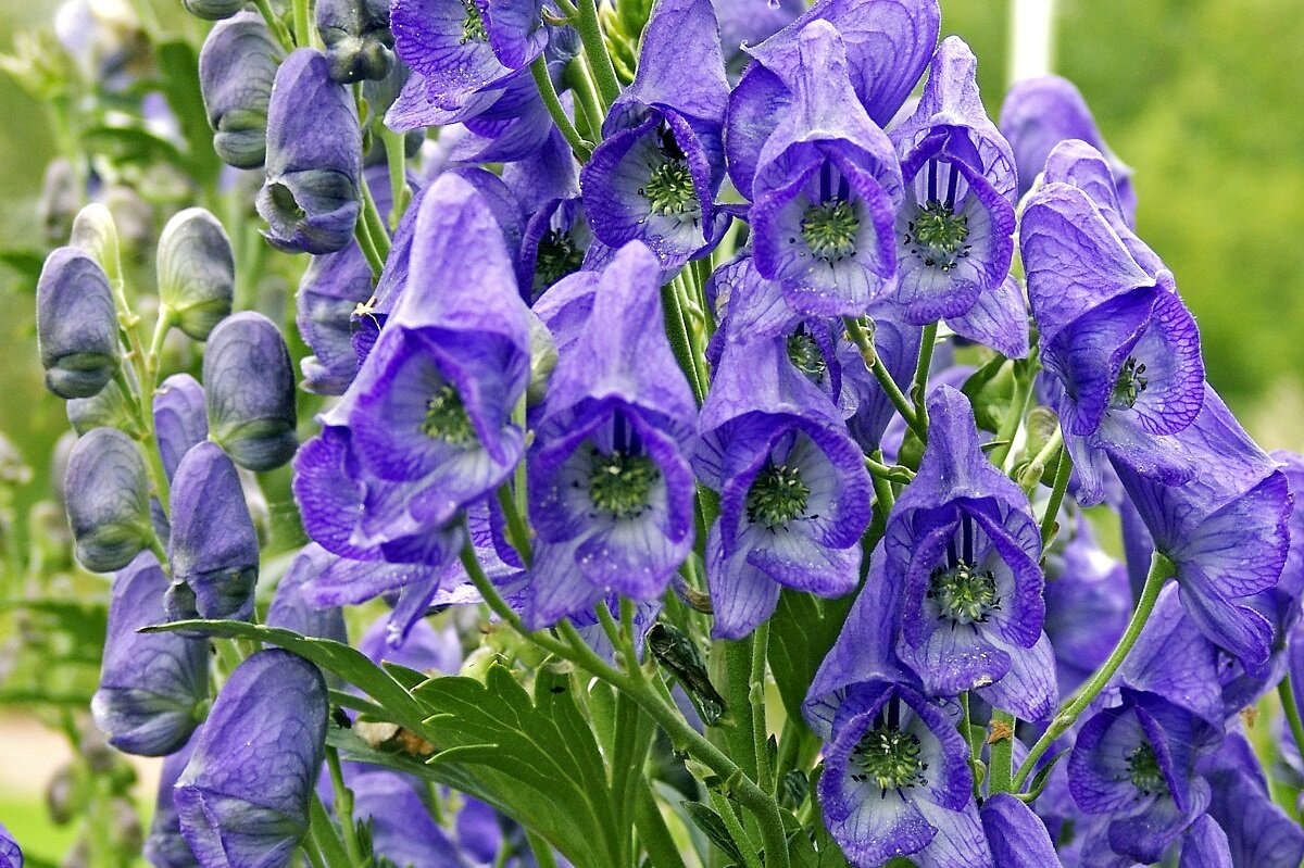 Аконит (фото из открытых источников)