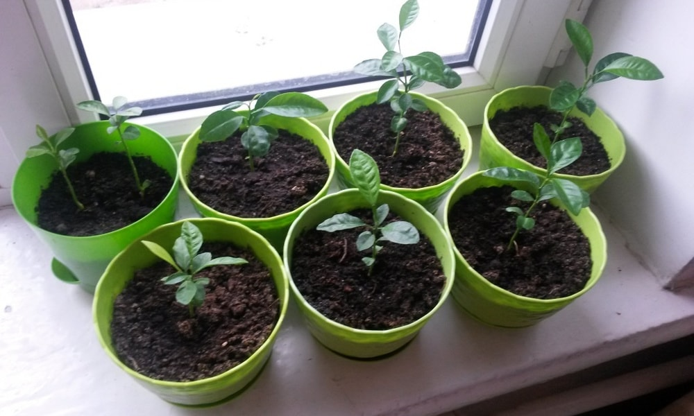 Рассада готова.