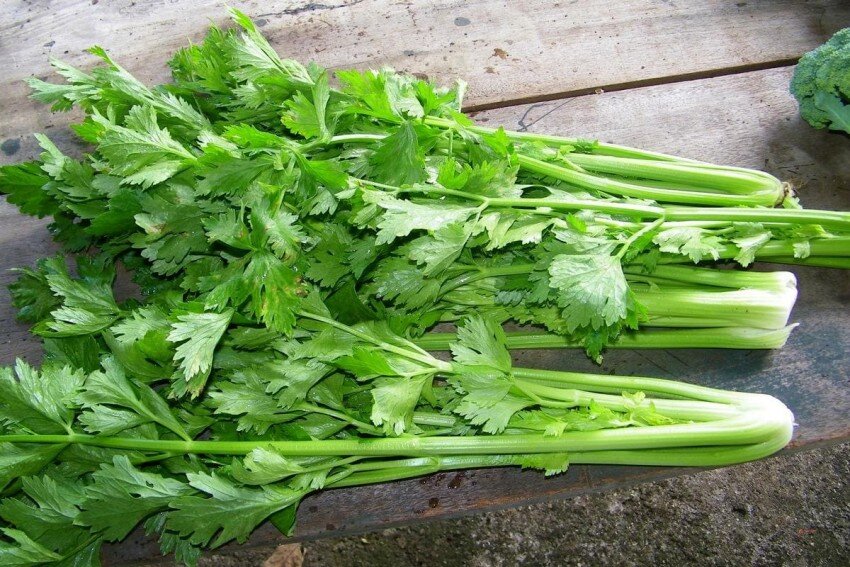 https://east-fruit.com/images/uploads/e5afb2e67f2d0e7059dbeb093f05f6e7.jpg