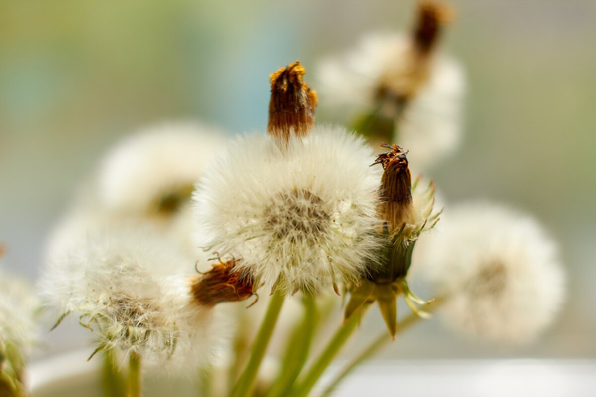 Жёлтые лепестки высохли и остались на белых пушистых головках