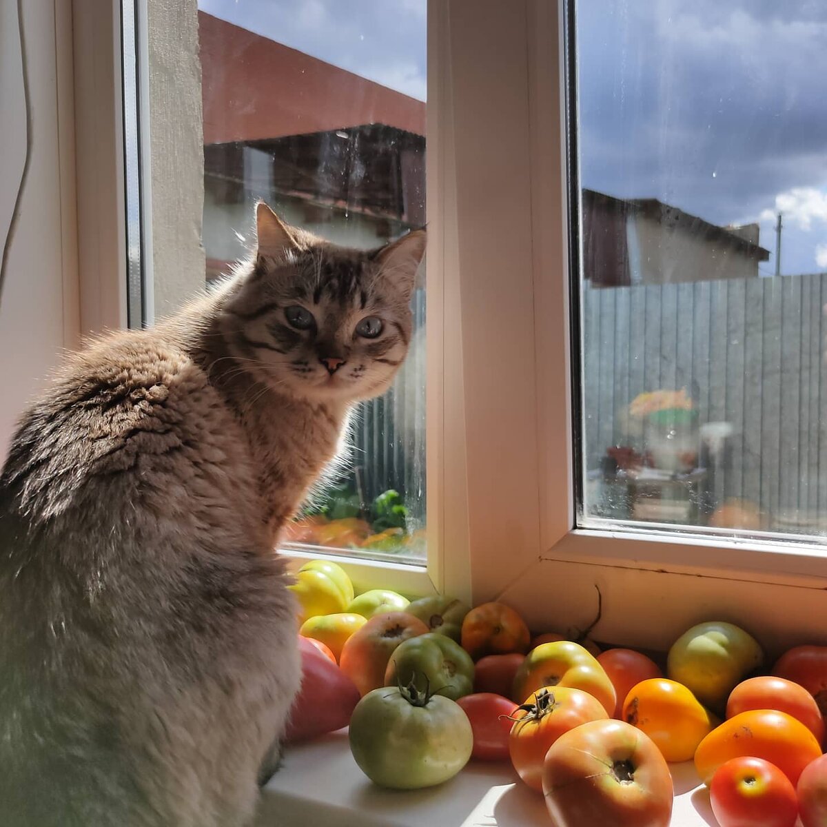 Соломон