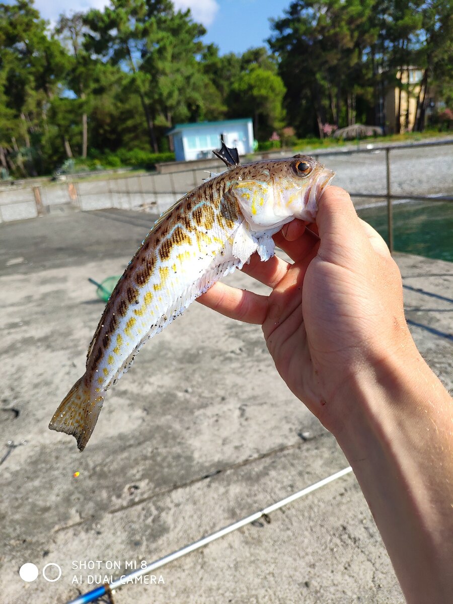 Морской дракон, змейка, морской скорпион