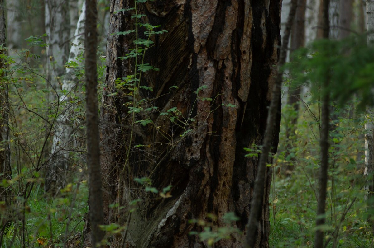Она же, с другой стороны