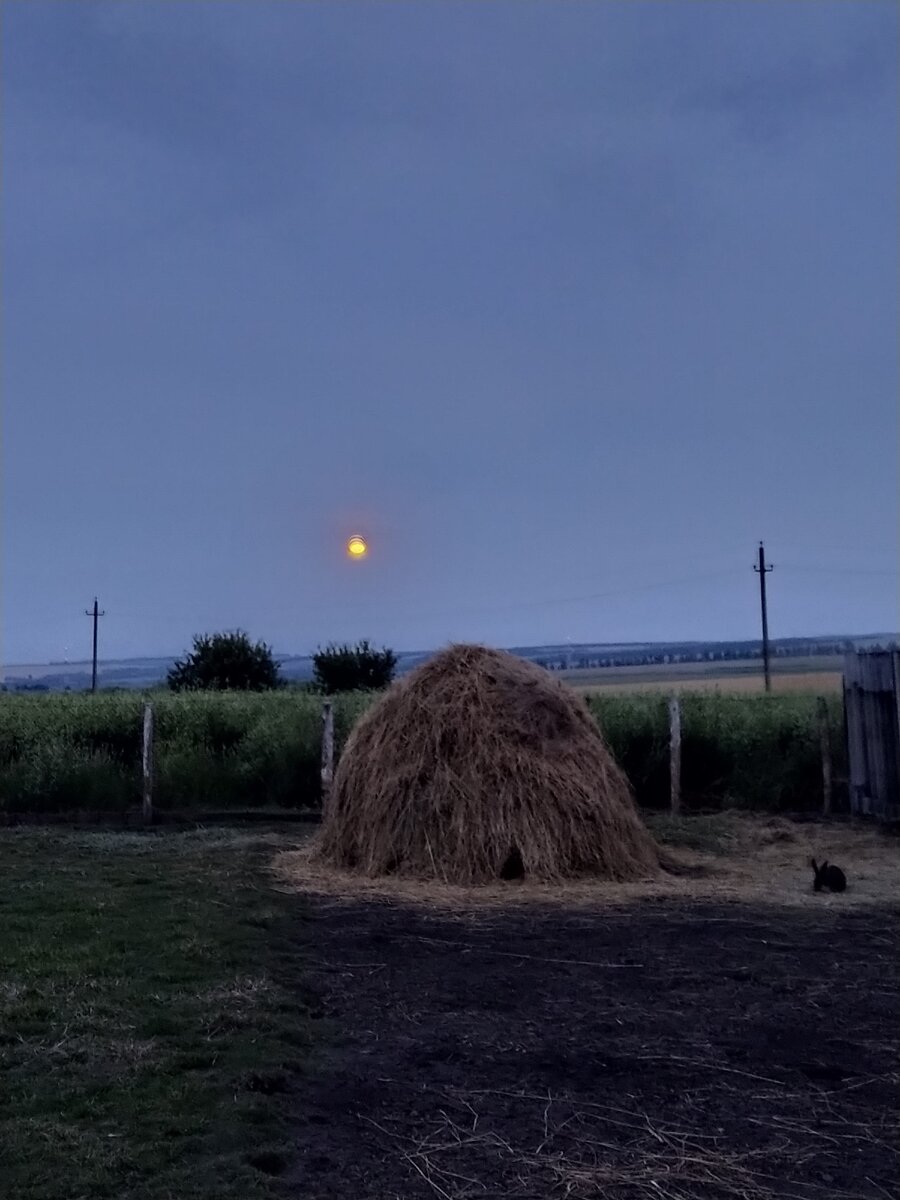 Вот тот самый стог сена. Видите, какие кролики сделали "входы"?