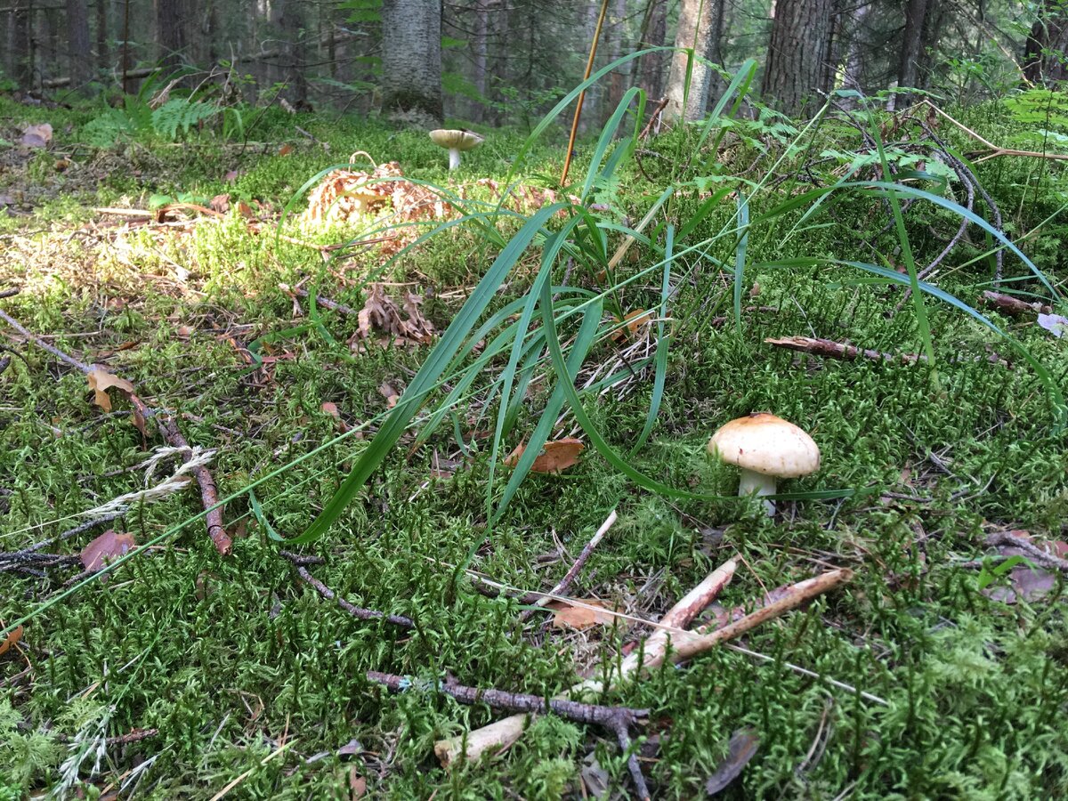 СЫРОЕЖКА, СЫРОЕЖКА! Я ТЕБЯ СЪЕМ...