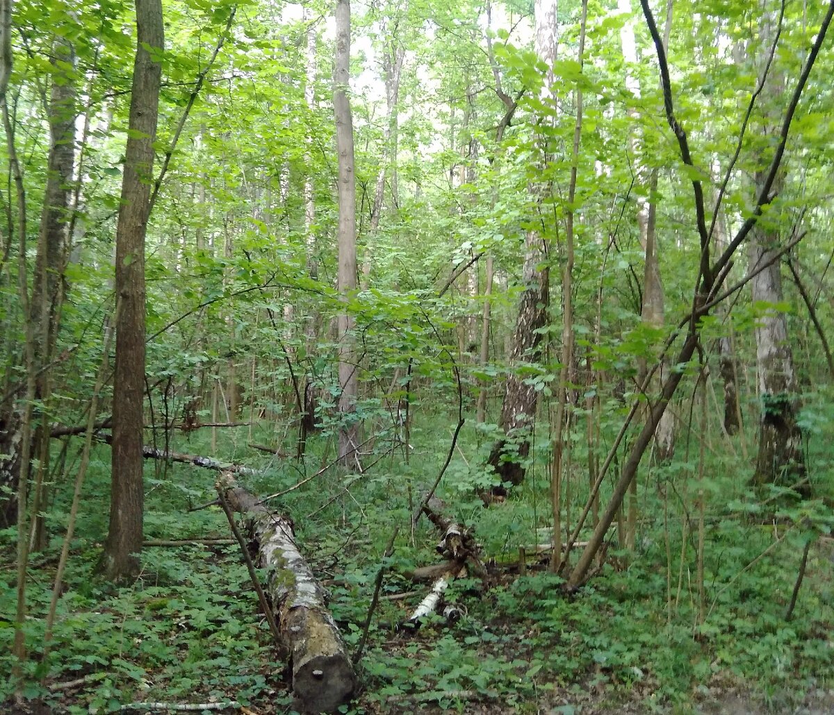 Россия. Ерино. Дорога к Святому источнику Параскевы Пятницы