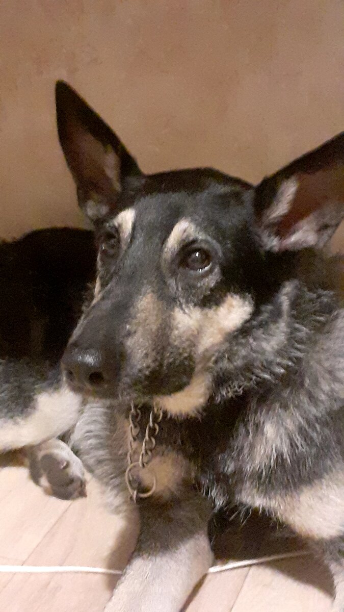 мой пёс Росс