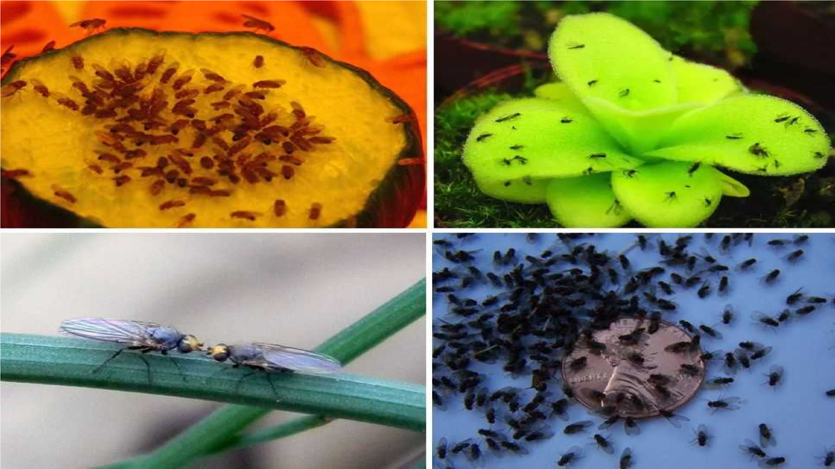 Фото из открытых источников /Яндекс-картинки/