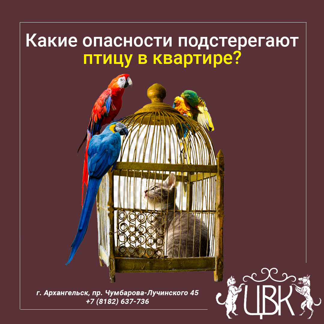Какие опасности подстерегают птицу в квартире?