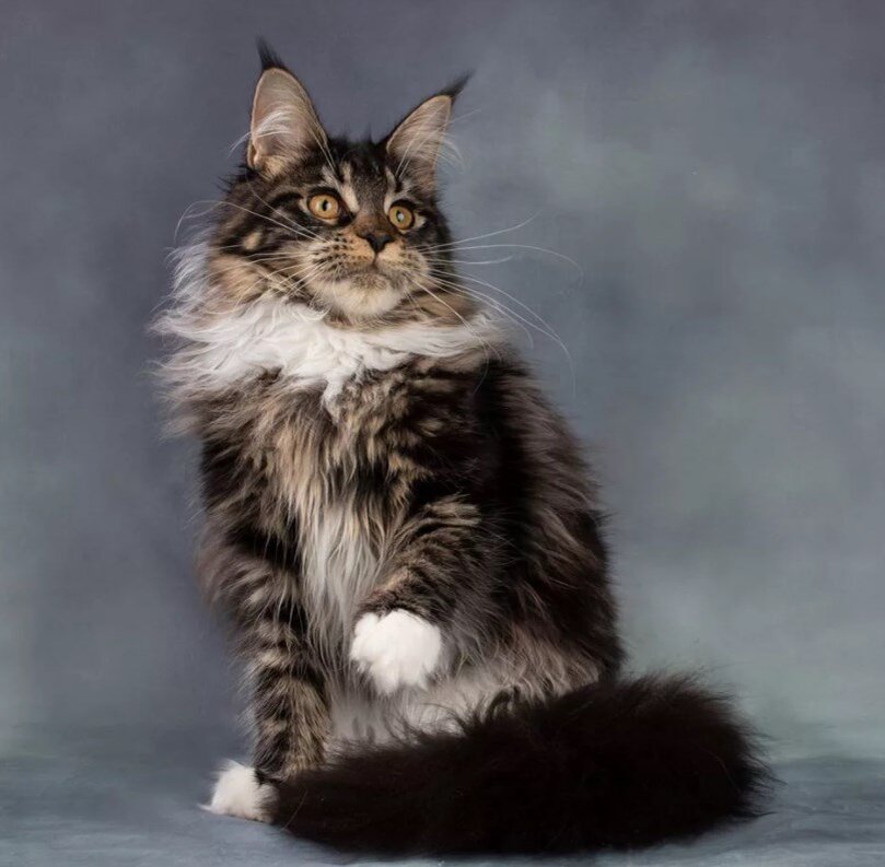 Красавец мейн-кун