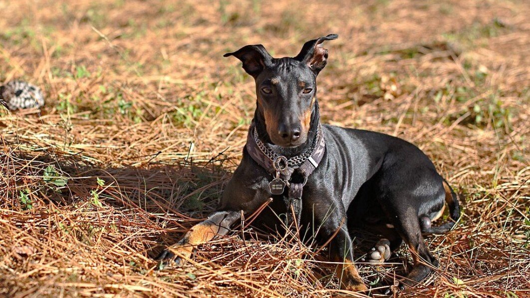 Норфолк-терьеры – настоящая радость для всей семьи