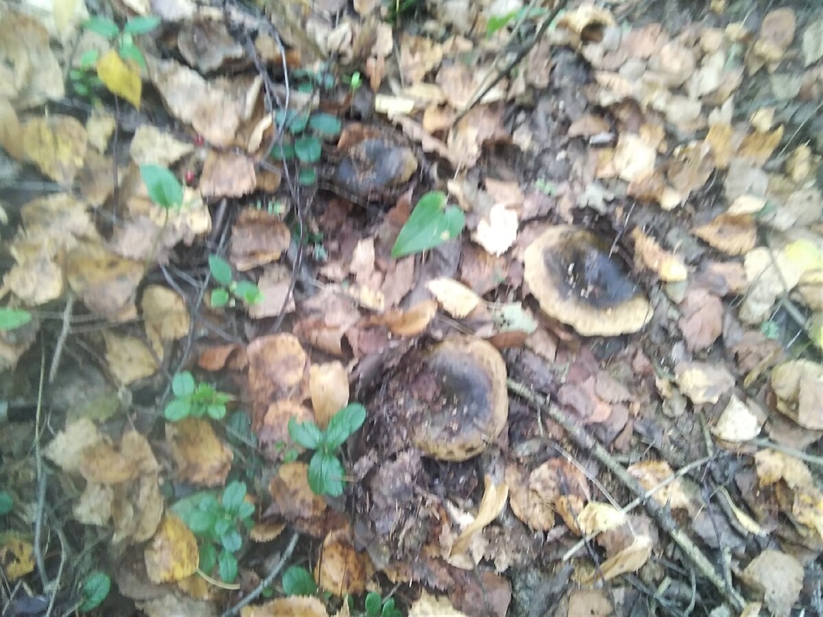 Трудно найти такой гриб в листве. 