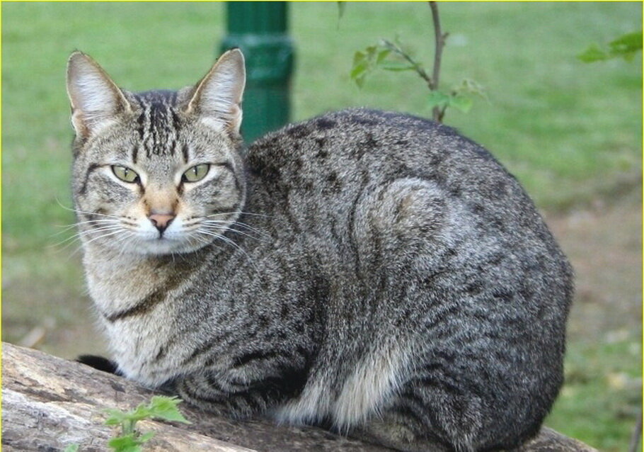 В России ещё в начале XIX века вот это было признаком роскоши