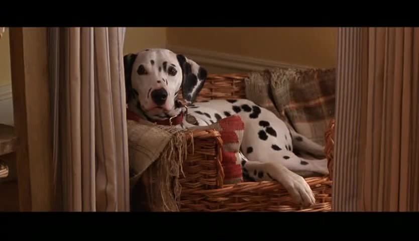 далматинец 1996