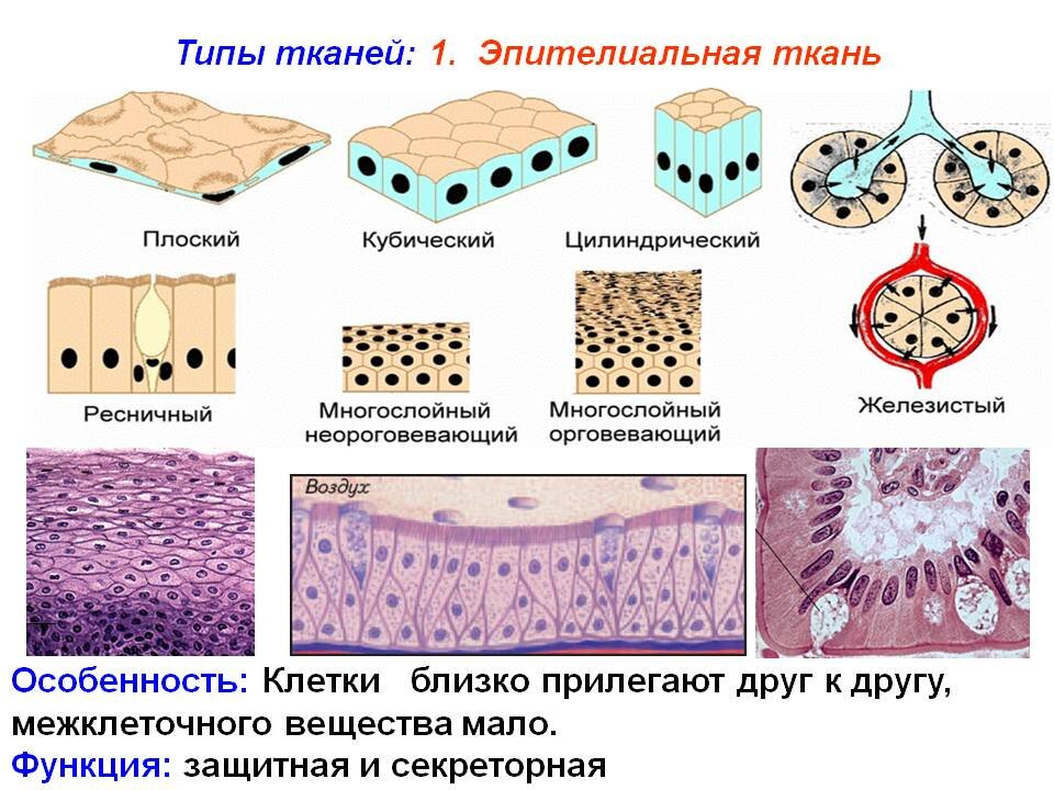 Ткани - виды, тип и название: характеристика и список тканей