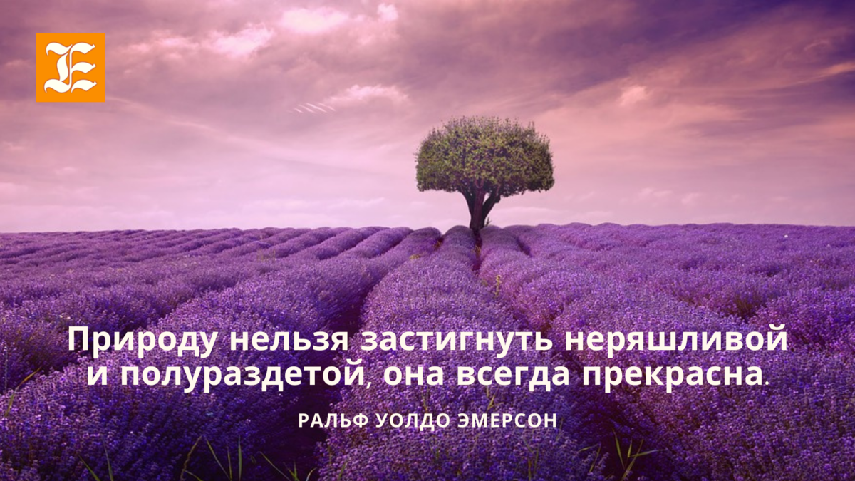 19 Красивых и мудрых цитат о природе и человеке | Солнечный Атлас | Дзен