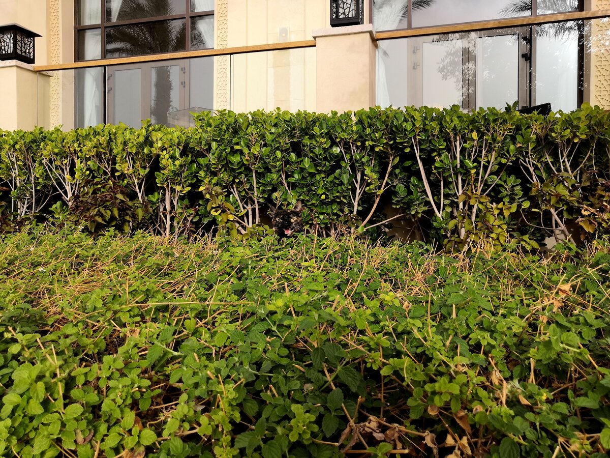 Найди кота! Иордания, Акаба