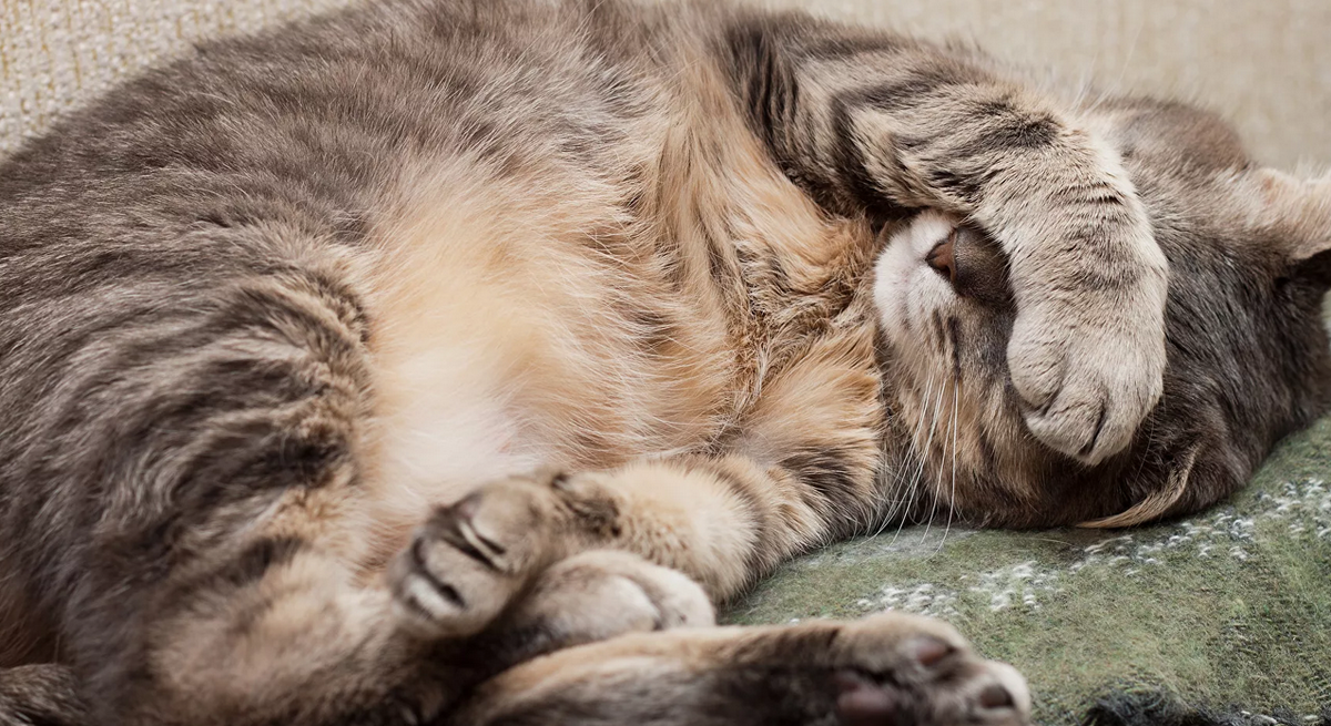 Фото с сервера Яндекс.Картинки