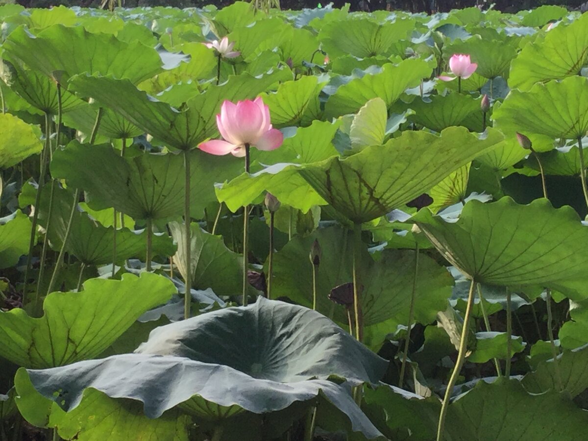 Цветение лотосов на юге Китая, г. Шэньчжэнь