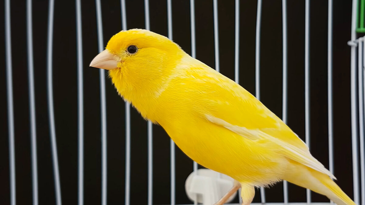 Канарейки неразлучники. Canary - канарейка. Попугай кенар. Канареечный попугай. Канарейка это попугай.