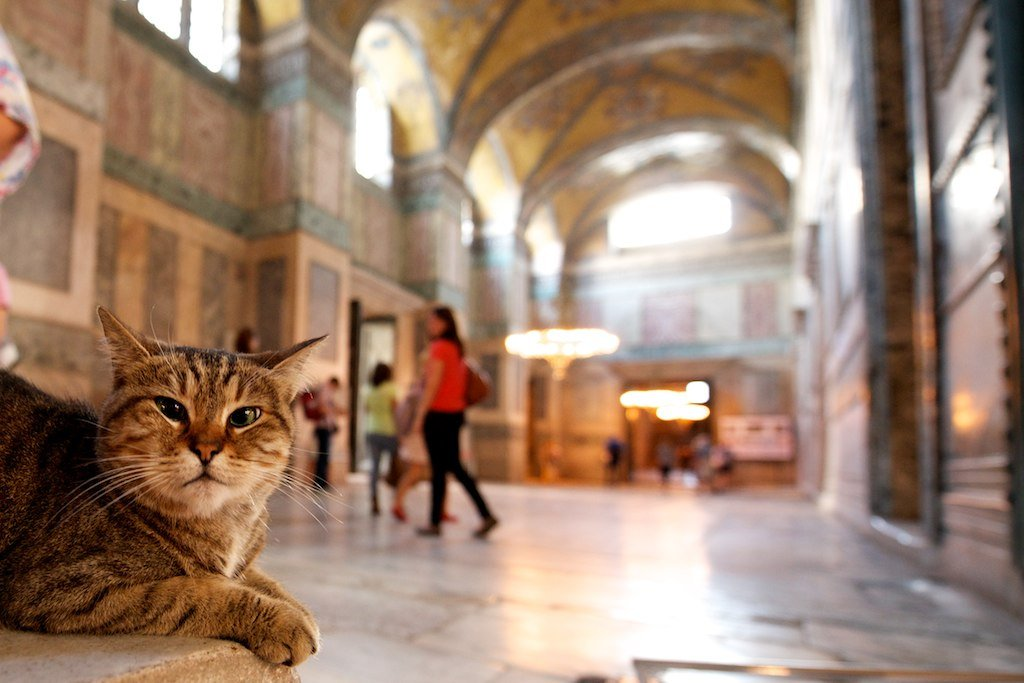 Коты в стамбуле