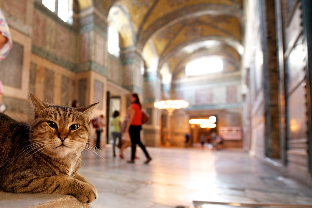 Коты в стамбуле фото