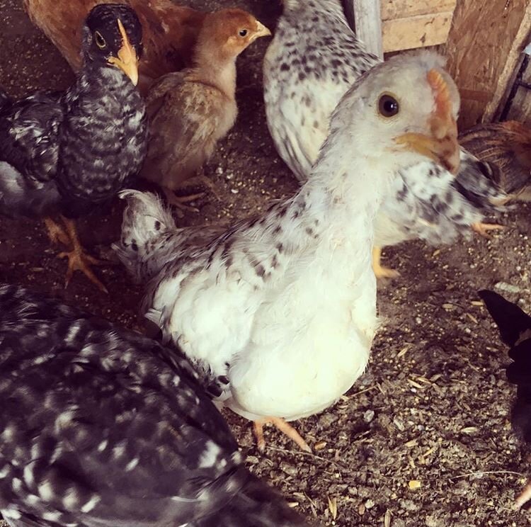 Казалось бы, какие могут быть различия у кур?