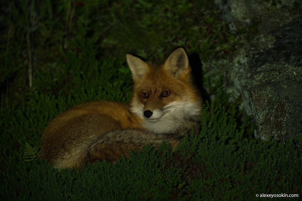 Лиса жила по соседству со мной в Териберке. Кстати, заглавное фото тоже Териберка.