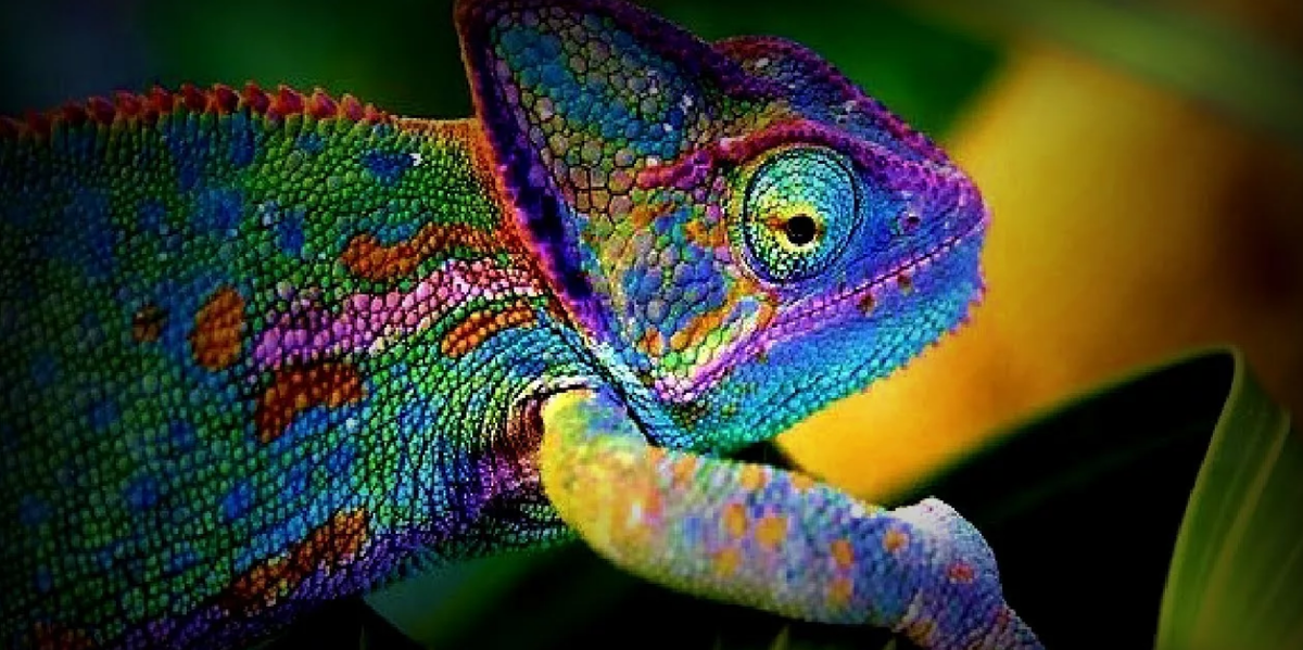 Глазастик хамелеон. Хамелеон живой. Цвет хамелеон. Хамелеон меняет цвет.