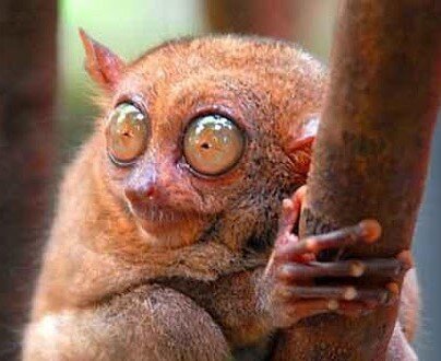 Никак не выходит у меня каменный цветок