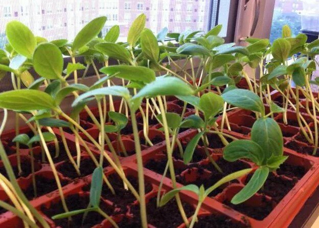 The seedling was a success.