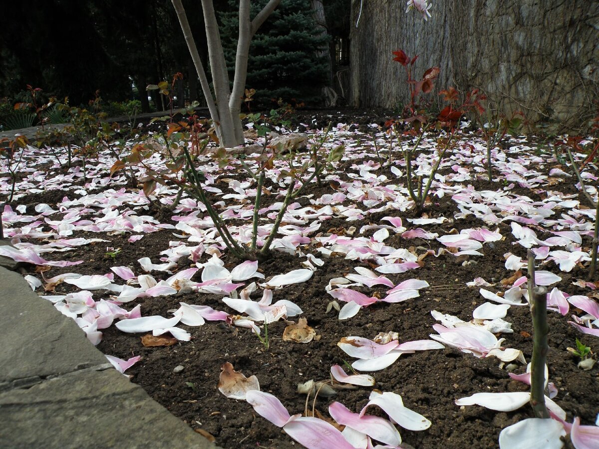Быстро отцвел и опадает.