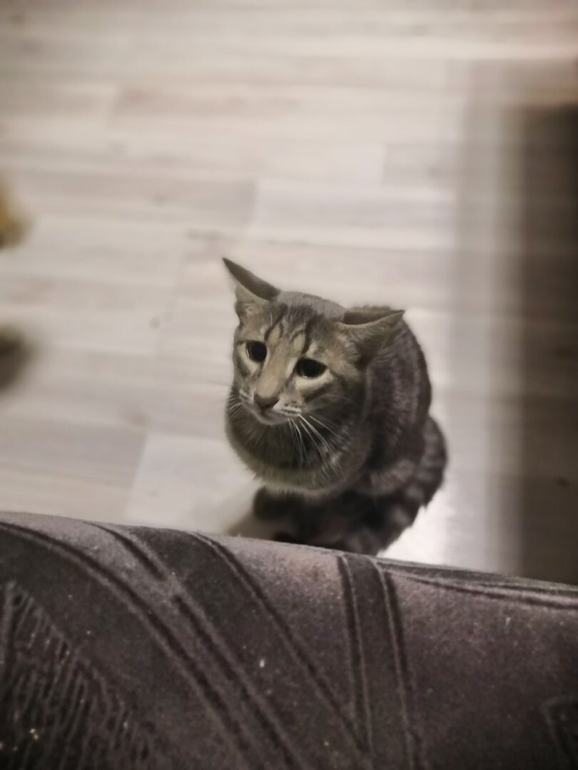 А вот так он смотрит, когда хочет что-то выпросить.