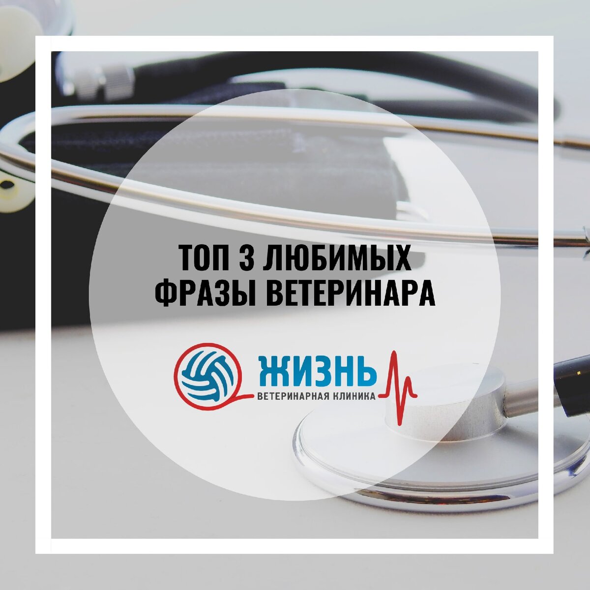 Топ 3 фразы, которые обожают ветеринарные врачи. | Ветклиника в Калуге -  Жизнь | Дзен