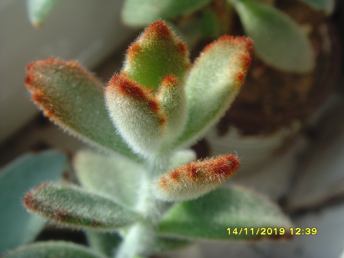 Kalanchoe tomentosa 'Charlotte'