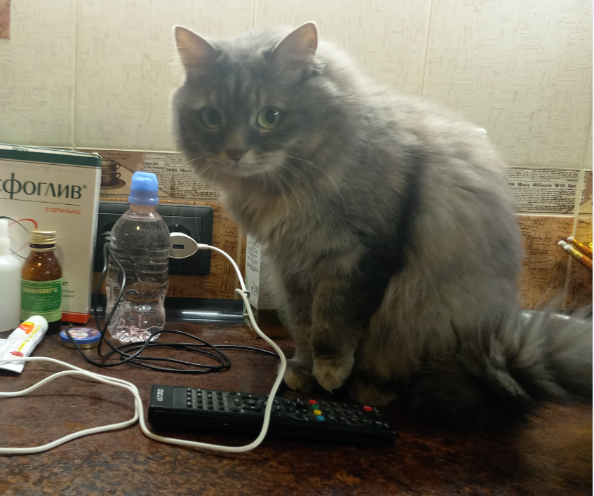 Маняха наблюдает 