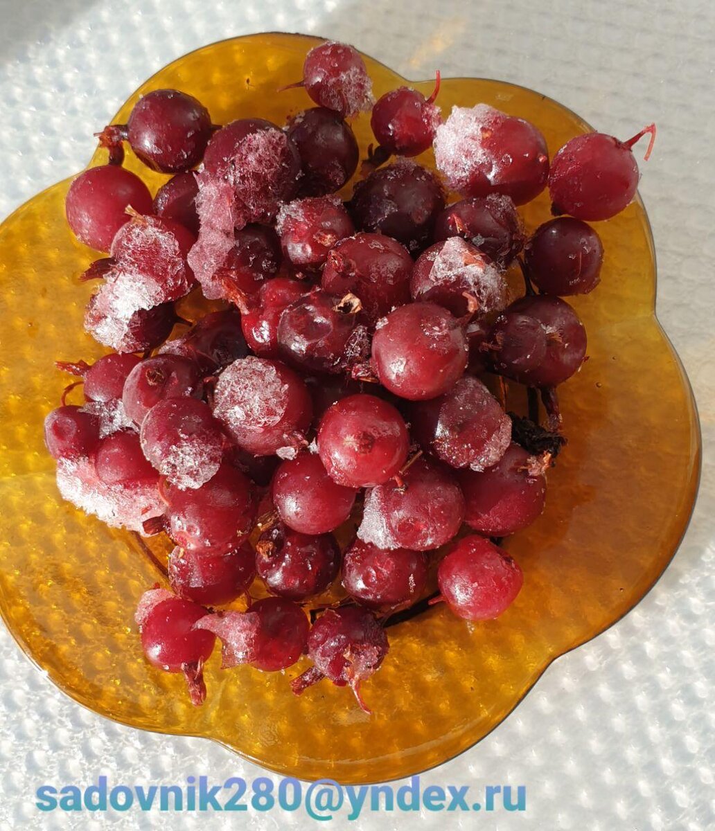 Фото автора Алесад, обычная магазинная клюква.