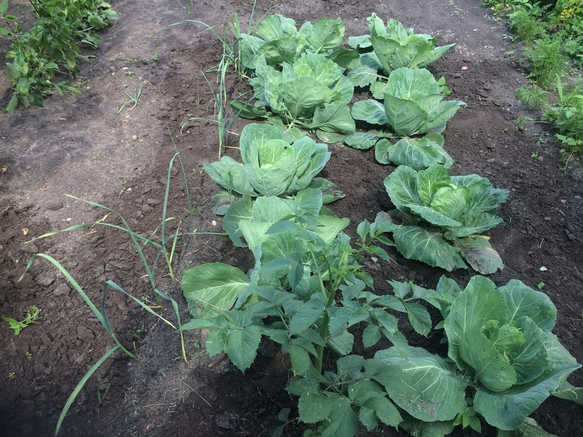 Капусту сажаем в 2 ряда. Фото автора