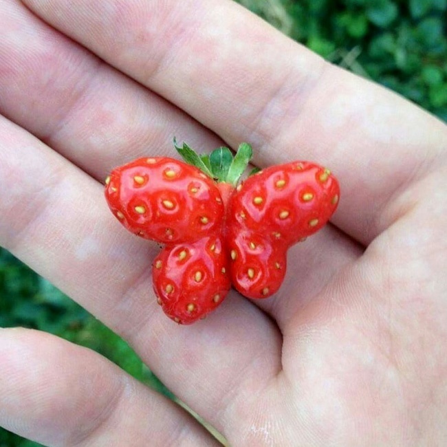клубничная бабочка
